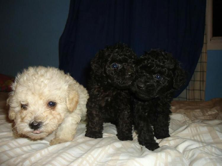 Cachorros poodle negros y blancos toy