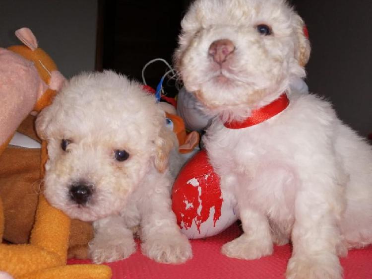 Cachorritos Poodle Enanos Niños Y Bebés